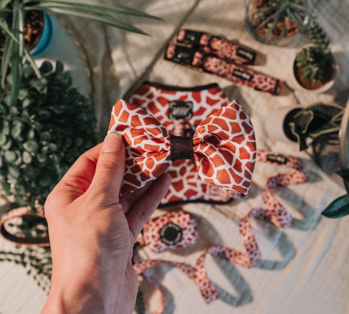 A hand holds the Sassy Woof Dog Bowtie - Giraffic Park, featuring a red and white giraffe print. In the background are matching pet accessories—an adjustable harness and leash—set among green potted plants on a light surface.