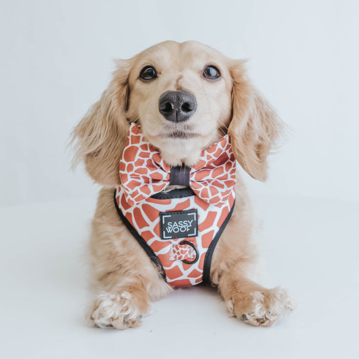 A light brown dachshund wears the Sassy Woof Dog Bowtie - Giraffic Park with a matching harness, sitting on a white surface and looking at the camera.