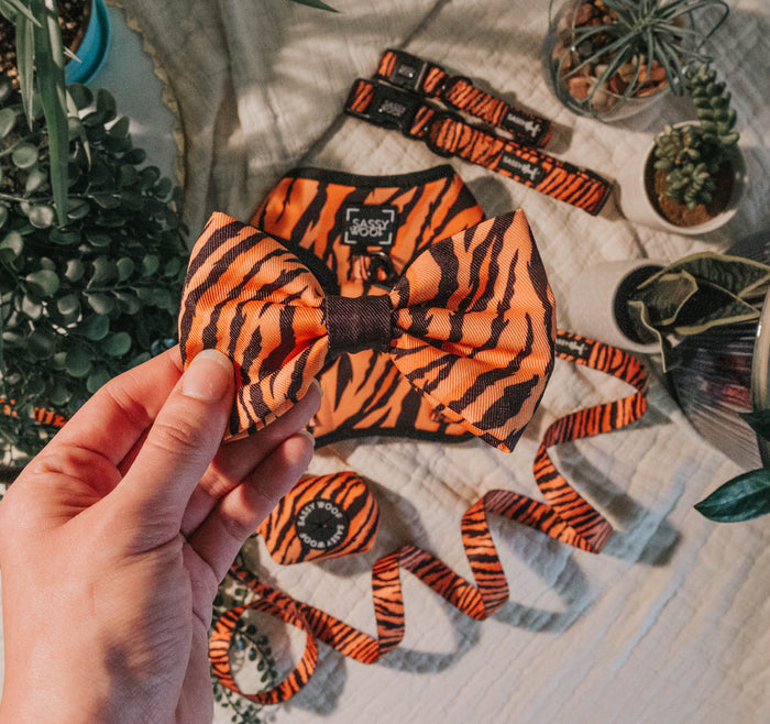 A hand holds the Sassy Woof "Paw of the Tiger" dog bowtie in bold orange and black. On the table are matching pet accessories—adjustable harness, collar, leash, bandana, waste bag holder, and tag—all surrounded by green plants.