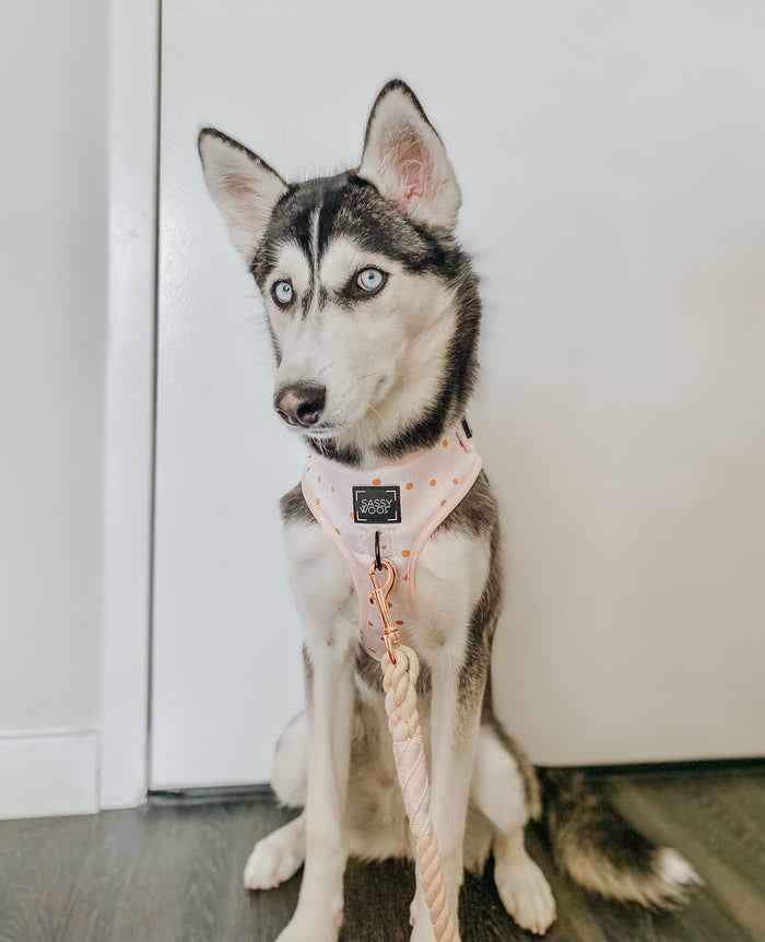 INFLUENCER_CONTENT | @EMMITHEHUSKYY