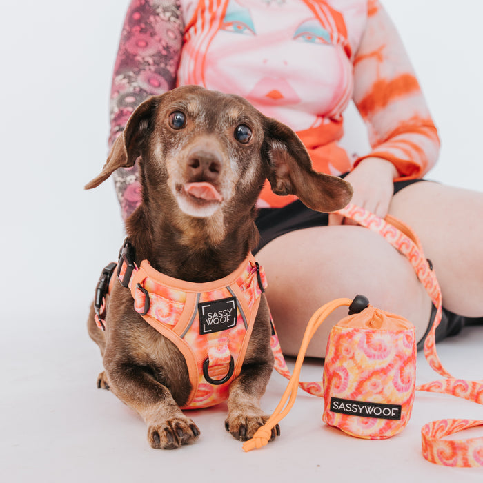 A small brown dog wears a Sassy Woof harness and sits next to a matching Summer Sorbet Treat Pouch. Behind the dog, a person in a colorful shirt with an illustrated face holds the leash.