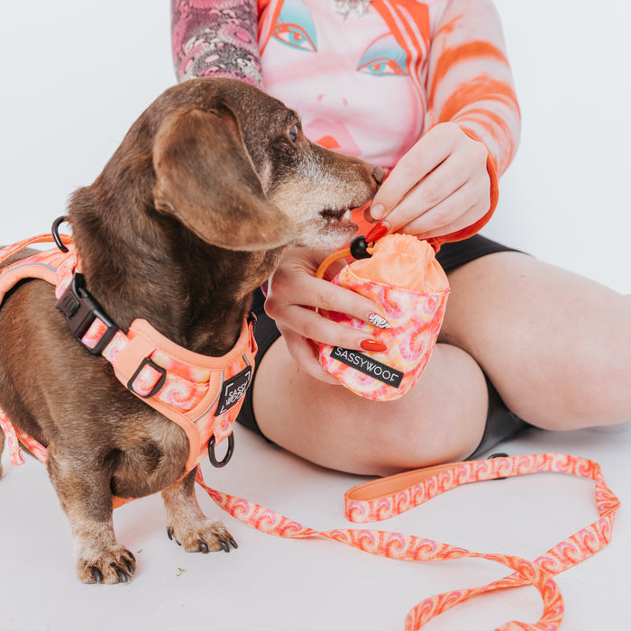 A small brown dachshund in a Summer Sorbet harness and leash looks up as someone with a colorful sleeve tattoo offers a treat from the Sassy Woof Treat Pouch - Summer Sorbet.